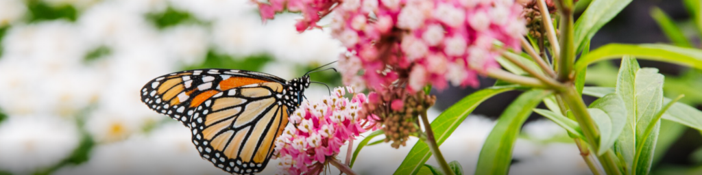 Butterflies inside the tropical conservatory at Frederik Meijer Gardens in Grand Rapids during spring