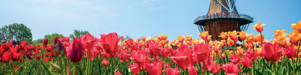 Colorful tulips during the Tulip Time Festival in Holland Michigan
